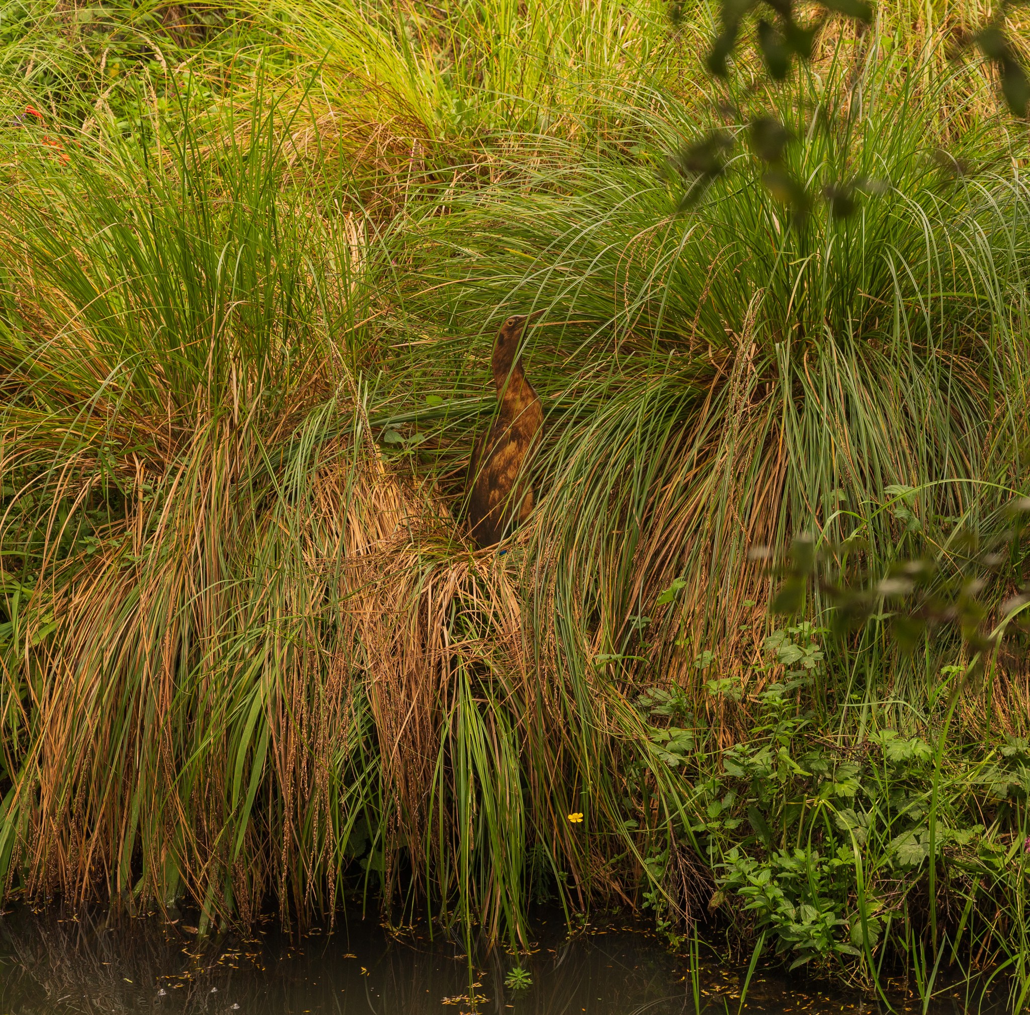 Awaroa Ki Karioitahi Landcare ... Matuku Hurepo Australasian Bittern, February 2025