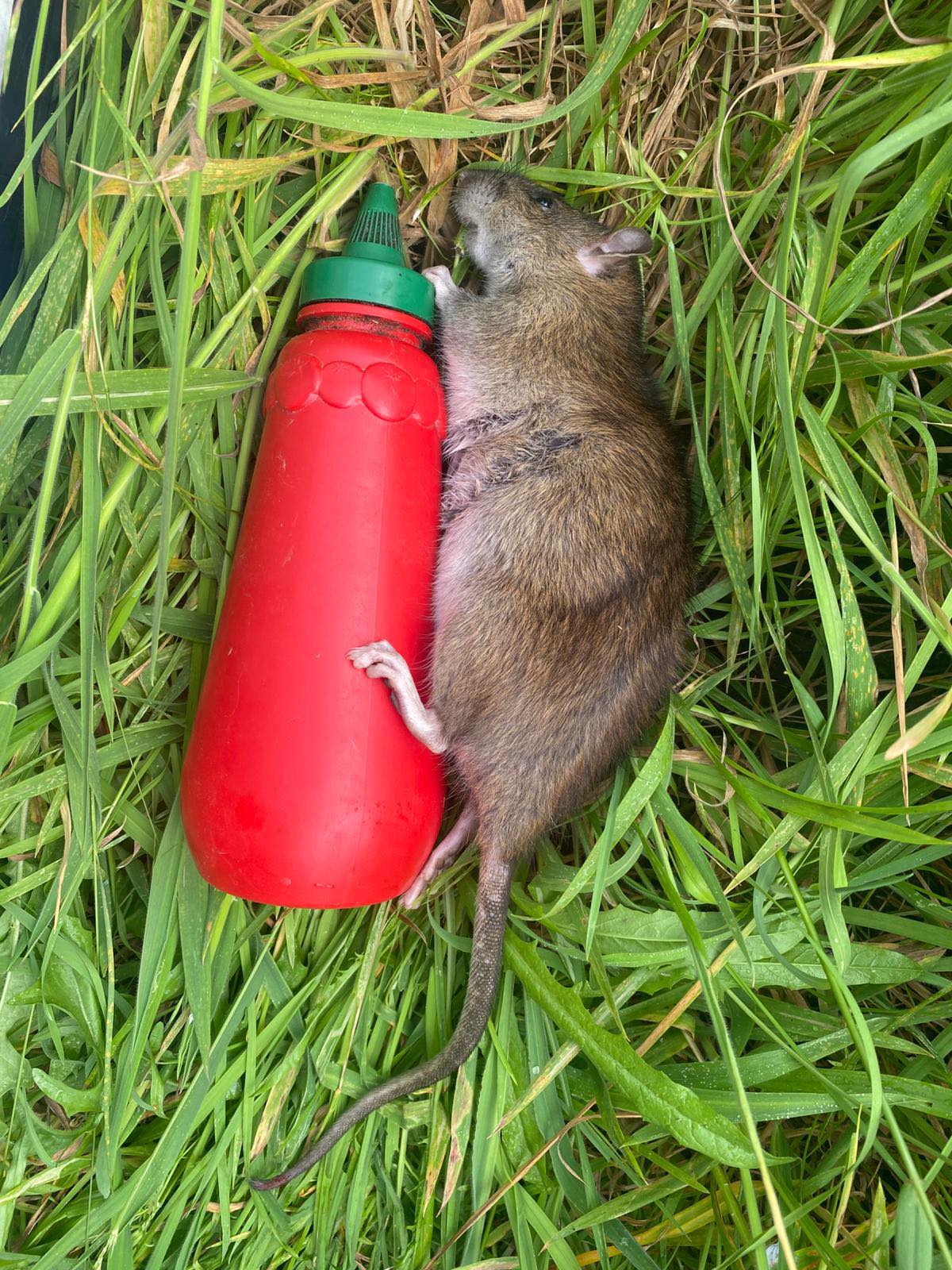 Awaroa Ki Karioitahi Landcare ... Pest Control